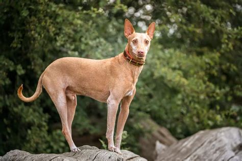 precio podenco andaluz|podenco andaluz behavior.